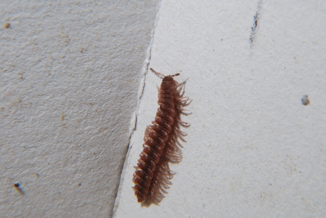 Polydesmus